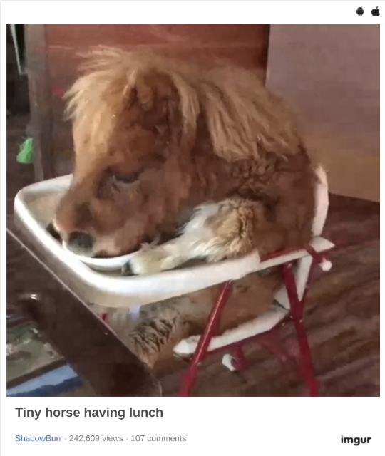 マキバオー 椅子に座ってニンジンを食べる激カワなミニ馬さん ジャポンタ