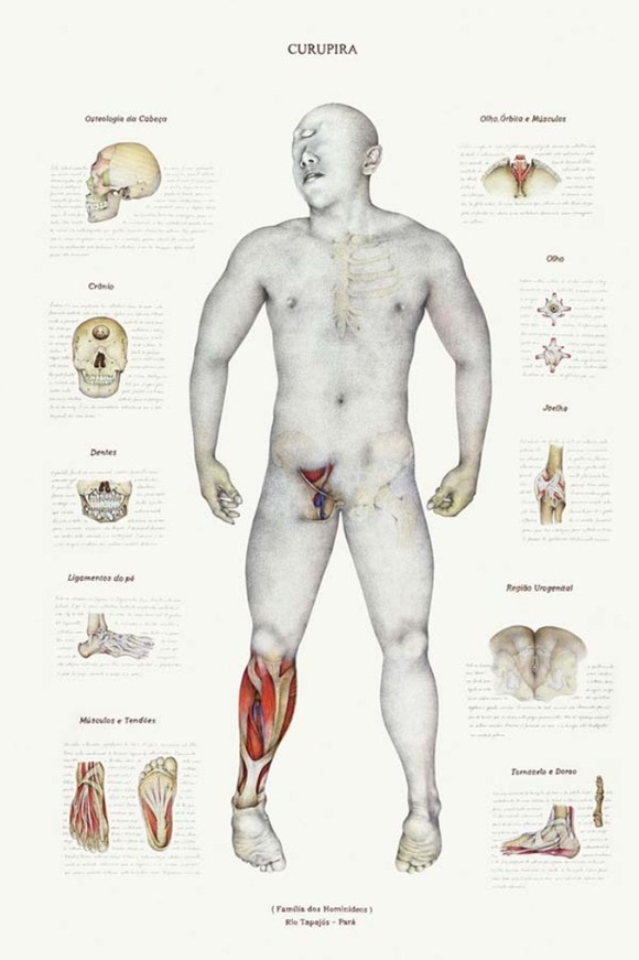 anatomymyth3