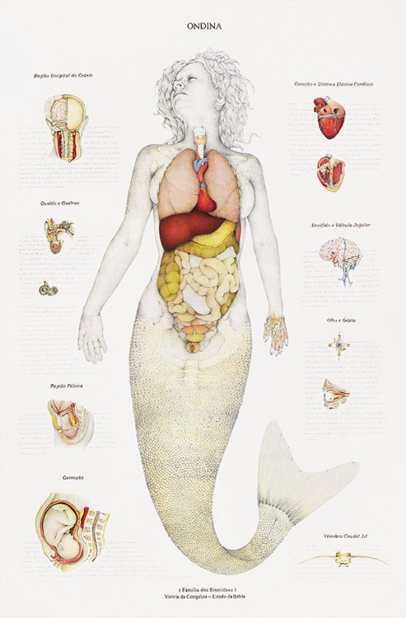 mermaid-anatomy