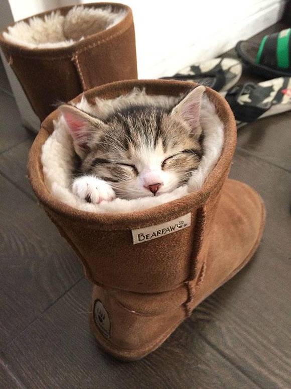 funny-sleeping-cats-6