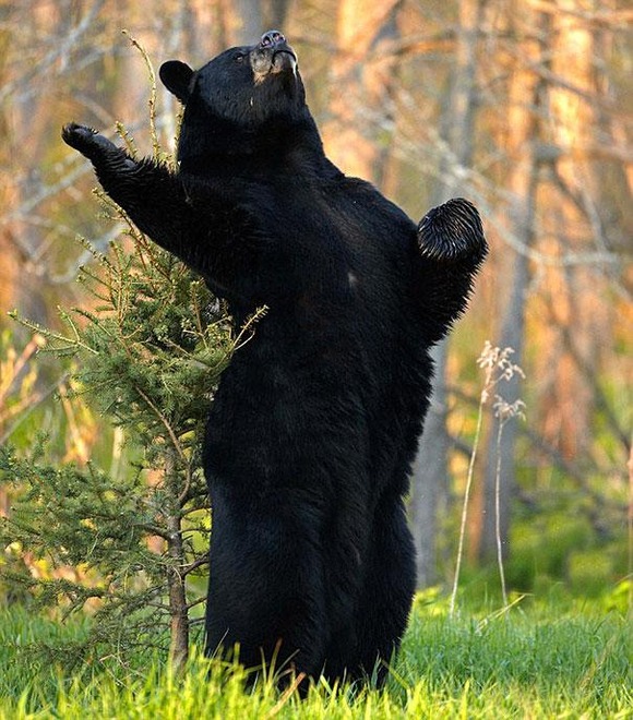 funny-bears-doing-human-things-34