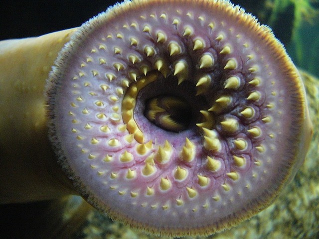 26lamprey2