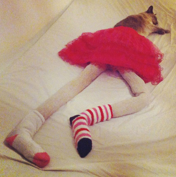 Cats-wearing-tights-7