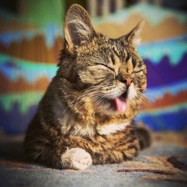 lil-bub-the-cat-sticks-tongue-out-9