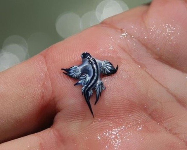 strange-animals-you-didnt-know-2-16-2-600x481