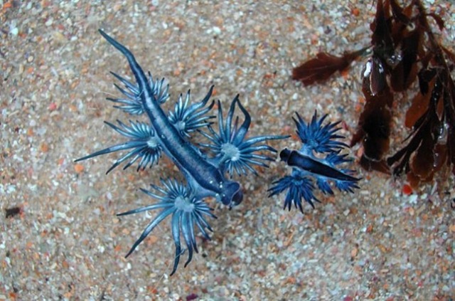 strange-animals-you-didnt-know-2-16-3-600x397