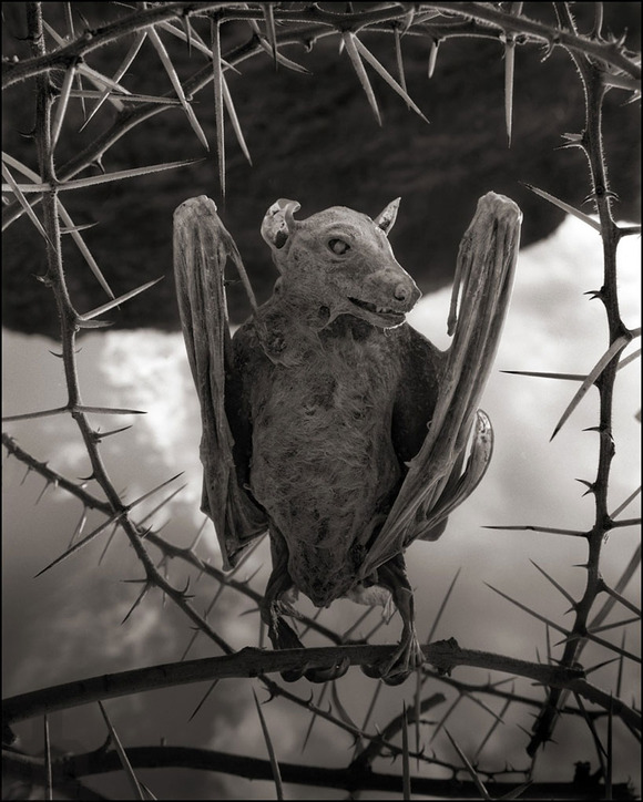 deadly-lake-in-tanzania-calcifies-animals-designboom-01