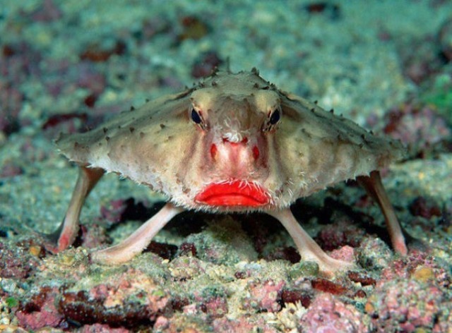 strange-animals-you-didnt-know-2-2-600x442