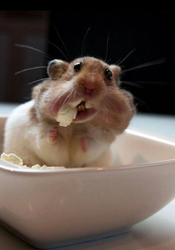 もぐもぐハムちゃんズ 豪快に食べ物をほおばるハムスターのお食事風景 ジャポンタ もぐもぐハムちゃんズ 豪快に食べ物をほおばるハムスターのお食事風景 ジャポンタ