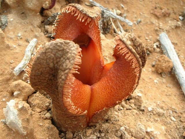 Hydnora africana at Cornel's Kop