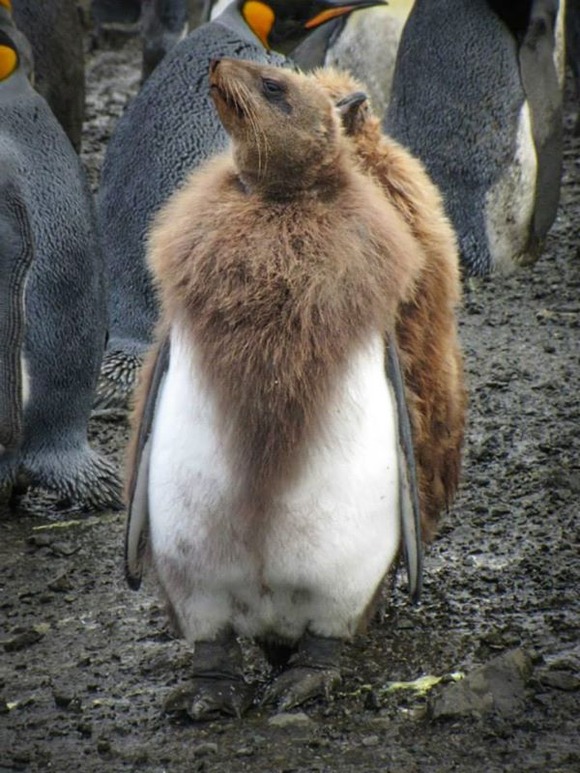 ショッキング アザラシがペンギンと交尾 しかし もしそこから生まれる子がいたとしたら 一体どんな子が誕生するのだろう ジャポンタ