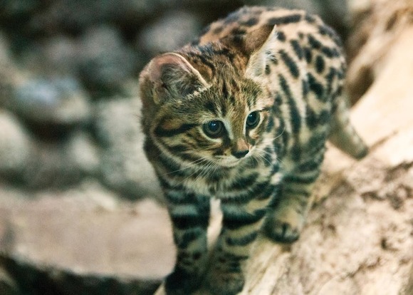 もうキュン死寸前 ミニ ヒョウのような可愛い猫さん クロアシネコ 3匹の クロアシネコ の仔猫さんがフィラデルフィア動物園でデビュー ジャポンタ