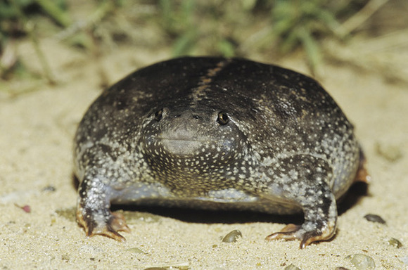 MBTO,019893,Draker_Rolfnp,Mexican_Burrowing_Toad