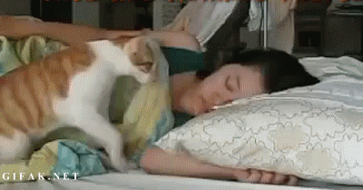 a_comparison_between_dogs_and_cats_25