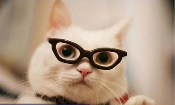 hipstercat6