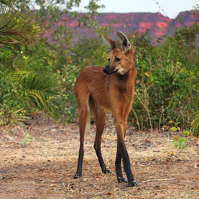 1manedwolf