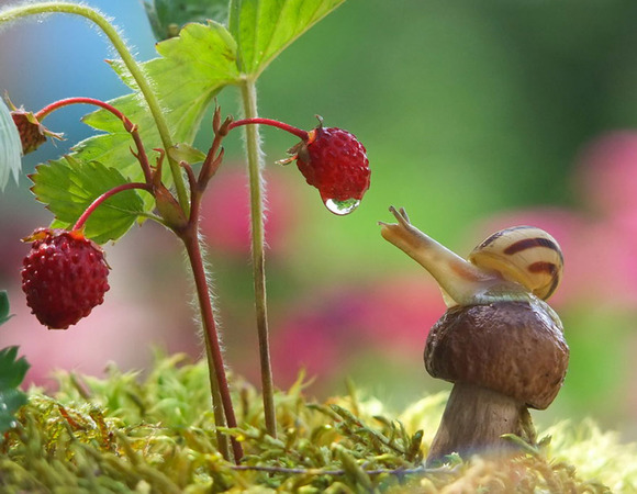macro-photography-snails-vyacheslav-mishchenko-5