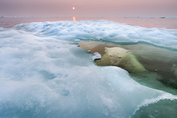 28_Paul-Souders-USA-The-water-bear