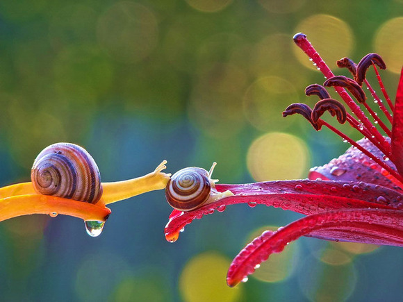 macro-photography-snails-vyacheslav-mishchenko-2