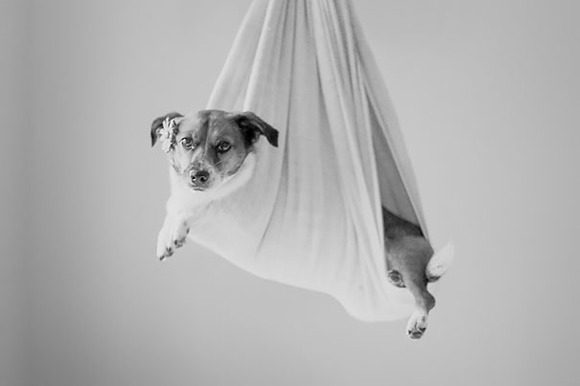 dog-baby-photos-snuggles-count-it-joy-jamie-clauss-7