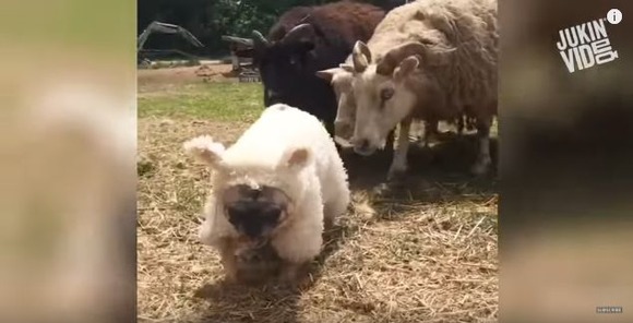 これは笑える パグの面白動画 ジャポンタ これは笑える パグの面白動画 ジャポンタ