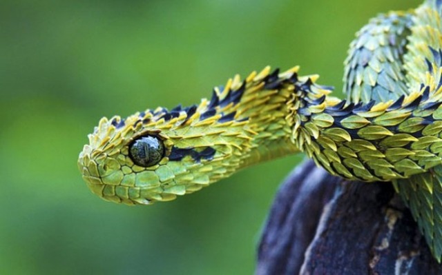 strange-animals-you-didnt-know-2-9-600x374