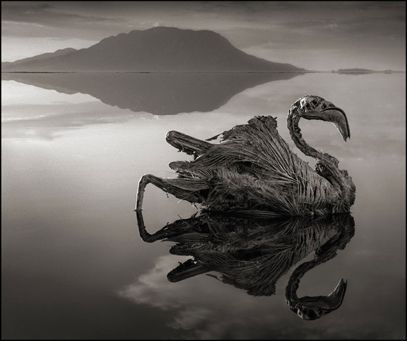 deadly-lake-in-tanzania-calcifies-animals-designboom-04