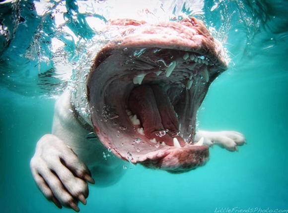 Underwater-Puppies-Seth-Casteel-15