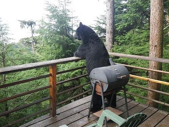 funny-bears-doing-human-things-26