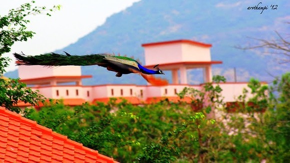 peacock in flight 3