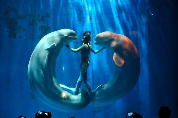 シロイルカと幻想的なダンス 人間とイルカのパフォーマンスショー 中国 ハルビン ハルビンポール水族館 Harbin Pole Aquarium ジャポンタ