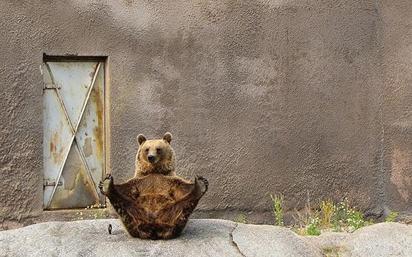 funny-bears-doing-human-things-14