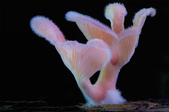 panus lecomtei