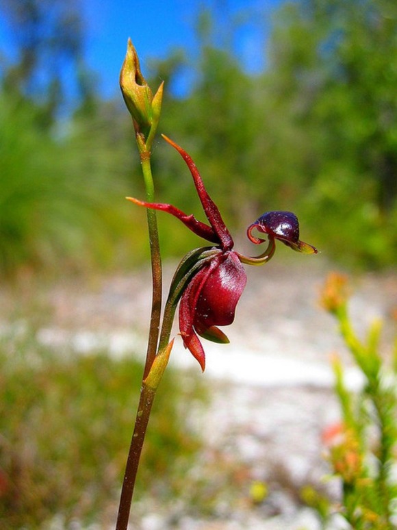 飛んでいるアヒルのように見えるユニークな蘭の花 フライングダックオーキッド Flying Duck Orchid ジャポンタ 飛んでいるアヒルのように見えるユニークな蘭の花 フライングダックオーキッド Flying Duck Orchid ジャポンタ