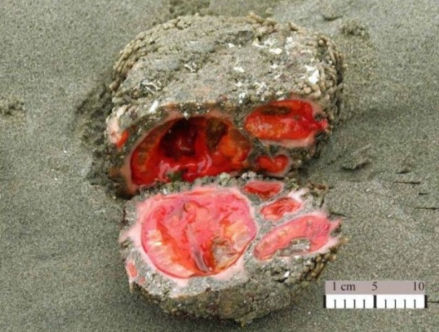 Pyura-chilensis-550x416