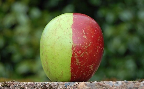 Rare-2-Tone-Apple-Ken-Morrish-03