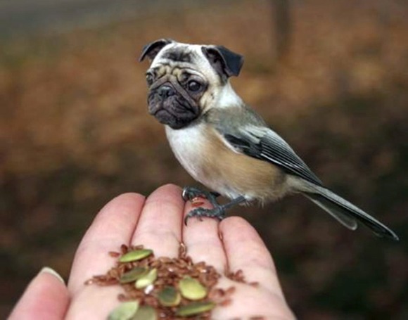 Birds-with-Dog-Heads-13