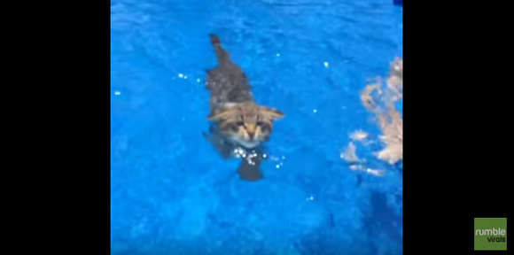 猫掻きできるにゃ プールで泳ぐにゃんこさん ジャポンタ 猫掻きできるにゃ プールで泳ぐにゃんこさん ジャポンタ