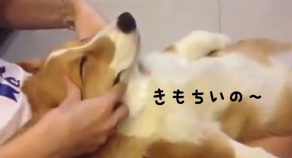 余は満足じゃ 気持ち良さそうにマッサージを受け 可愛くご満悦なコーギー君 ジャポンタ
