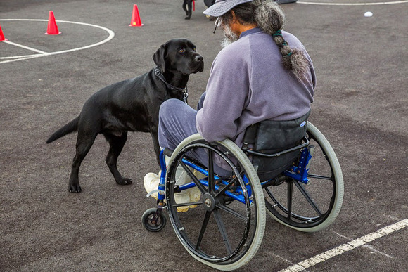Military DogMilitary Dog