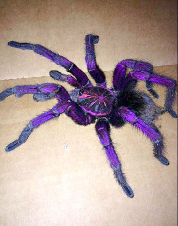 アナスイのような妖艶で美しいパープル タランチュラ ブラジリアン ピンクバルーン タランチュラ Brazilian Pink Bloom Tarantula ジャポンタ アナスイのような妖艶で美しいパープル タランチュラ ブラジリアン ピンクバルーン タランチュラ Brazilian Pink Bloom Tarantula ジャポンタ