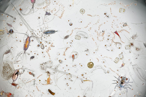 sea-water-magnified-photo-david-liittschweger-1