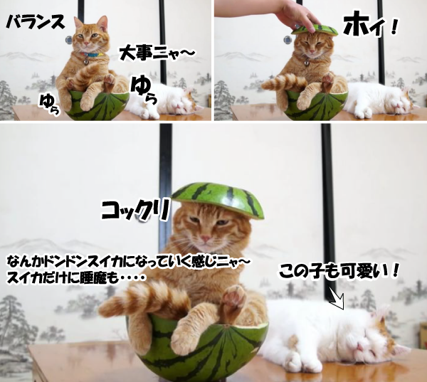 ルゥ～ルル、ルルルッル～ゥ！メチャかわ、すいか猫 : ジャポンタ