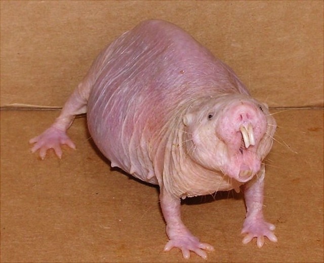 27nakedmolerat
