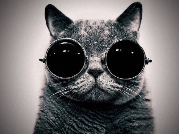 hipstercat1