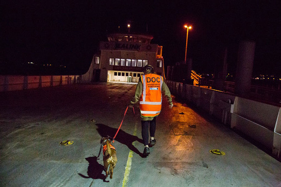 Bio-Security Dog
