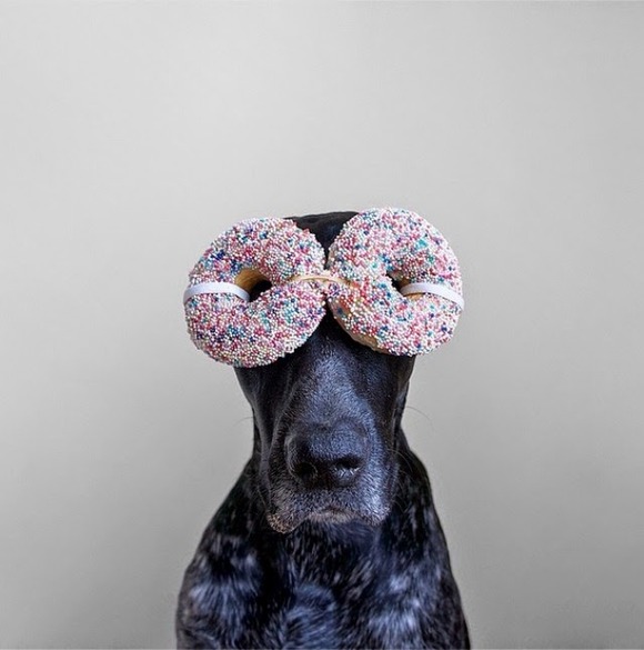 dog4