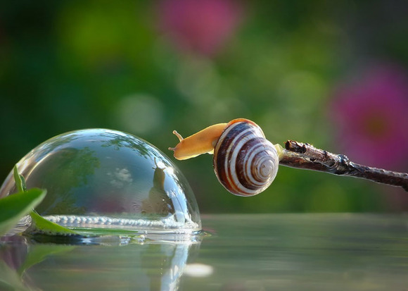 macro-photography-snails-vyacheslav-mishchenko-7