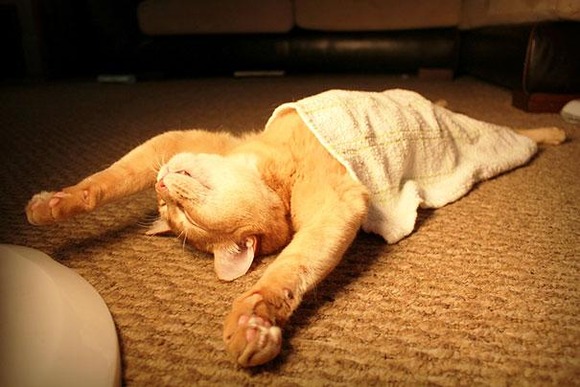 funny-sleeping-cats-1