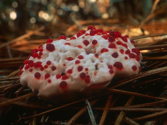 strawberries-and-cream